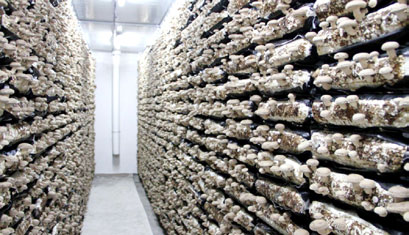 食用菌种植 少妇出轨做爰高潮A片