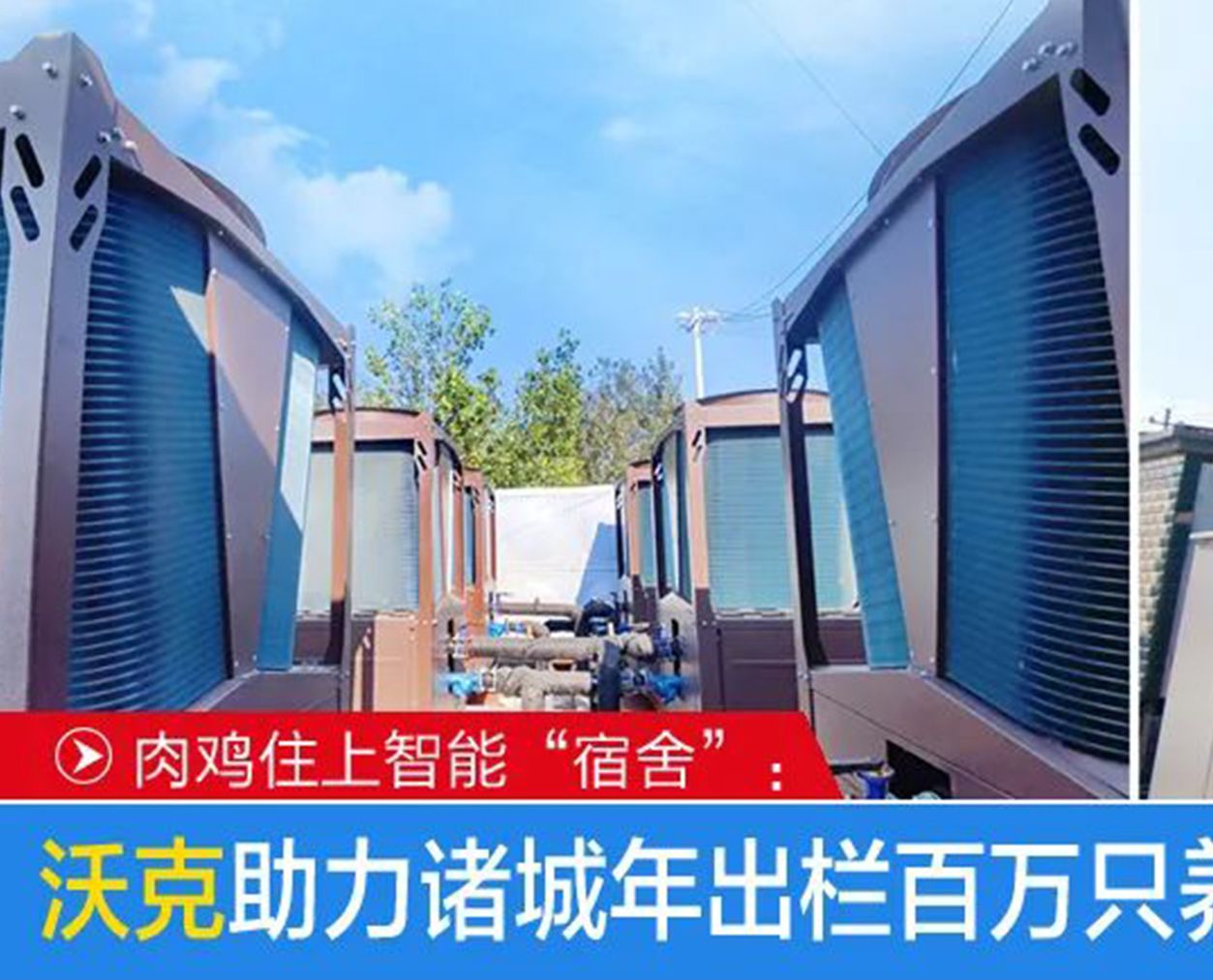 肉鸡住上智能“宿舍”|沃克助力诸城年出栏百万只养鸡场，养殖户轻松养殖