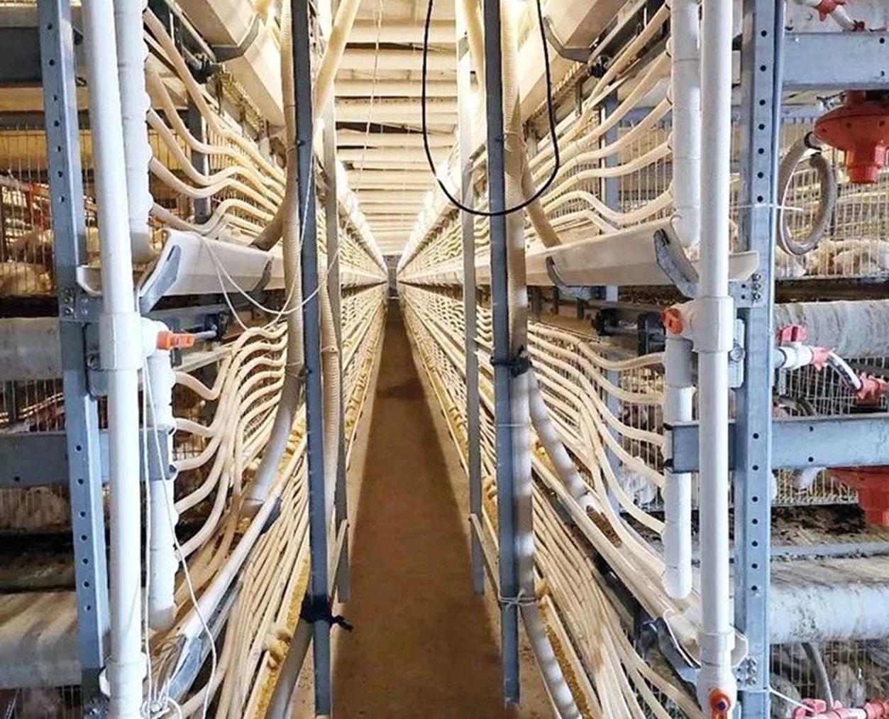 新手必看|更适合养鸡场采暖的热泵案例，选对了就是赢家