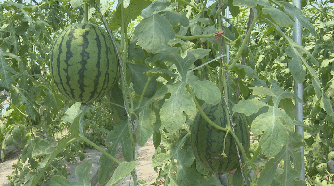 9eb36d406ed94a9f98dbf9f5ca818a6d 少妇出轨做爰高潮A片