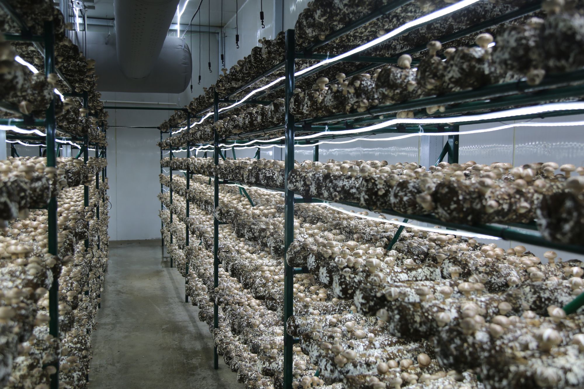 少妇出轨做爰高潮A片