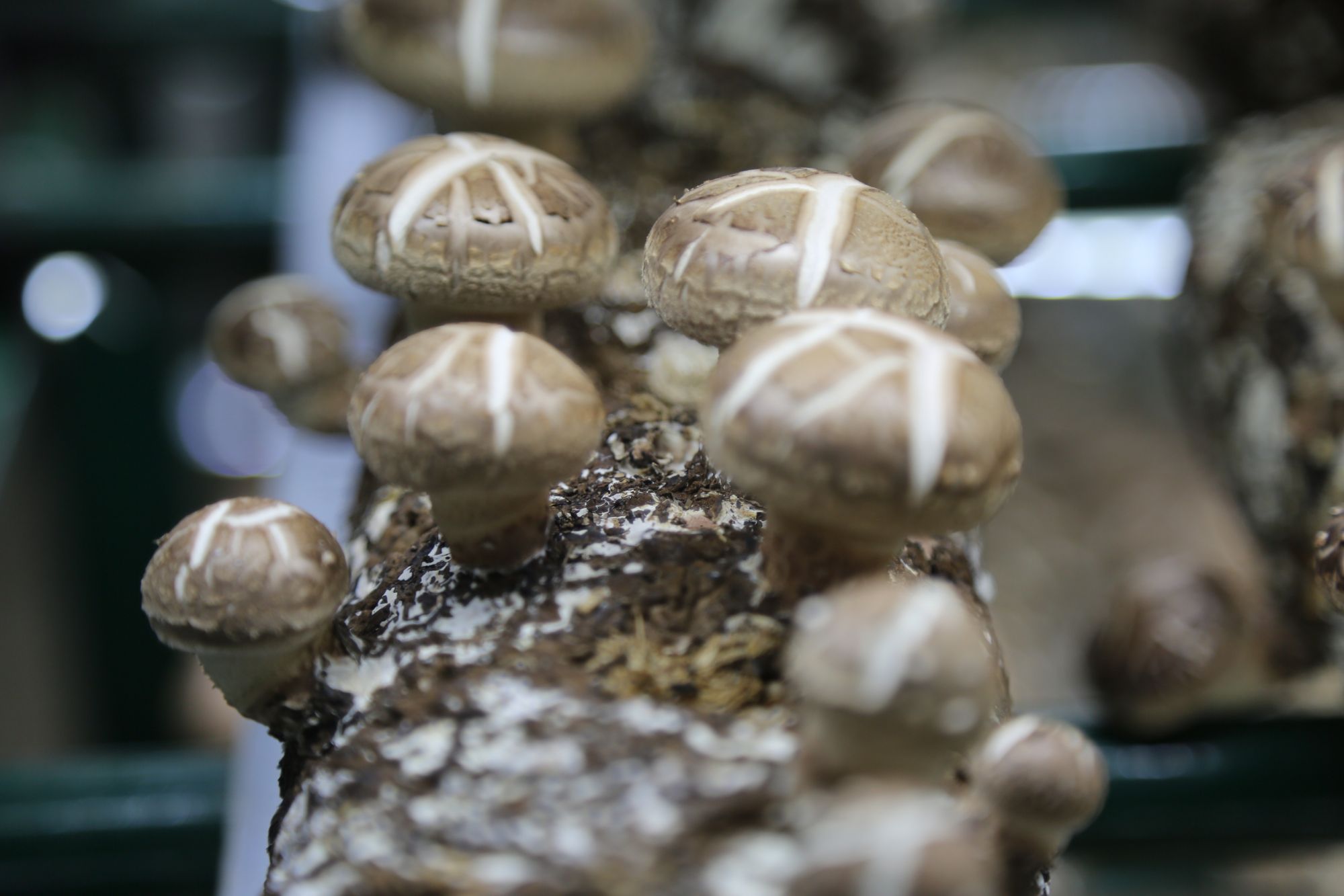 少妇出轨做爰高潮A片